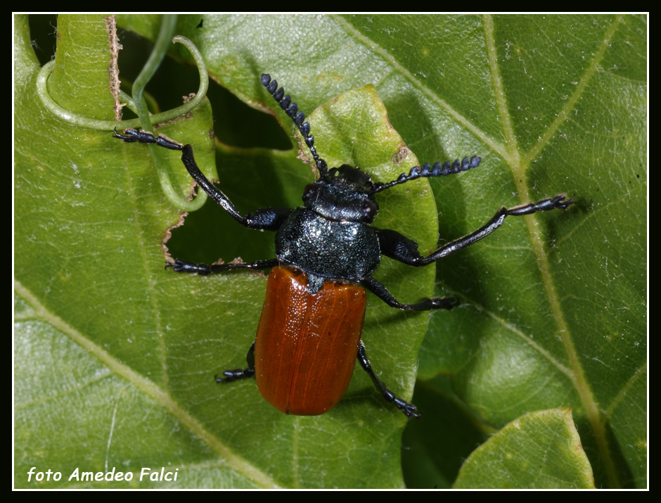 Considerevole  presenza di Labidostomis taxicornis